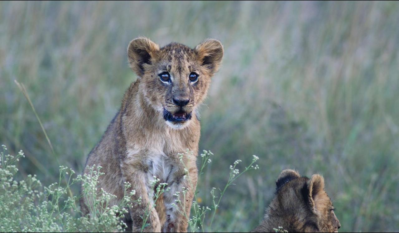 Ololo Safari Lodge Найроби Екстериор снимка